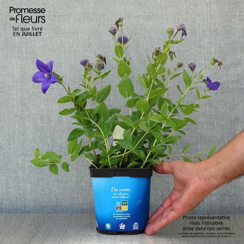 Ejemplar de Platycodon grandiflorus Astra Blue Pot de 2L/3L entregado en verano