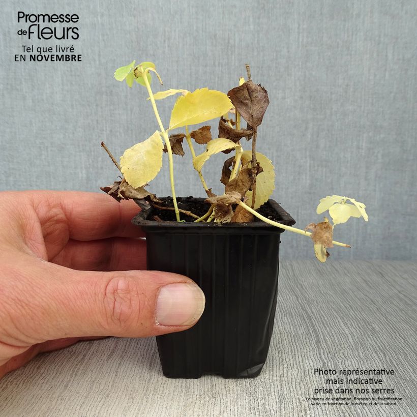 Ejemplar de Platycodon grandiflorus Fuji White Maceta de 7/8 cm entregado en otoño