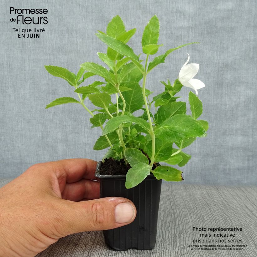 Ejemplar de Platycodon grandiflorus Fuji White Godet de 9cm entregado en verano