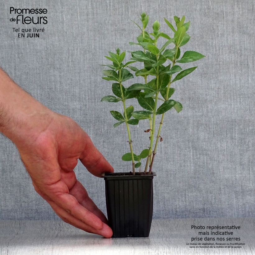 Ejemplar de Platycodon grandiflorus Perlmutterschale Godet de 7/8 cm entregado en verano