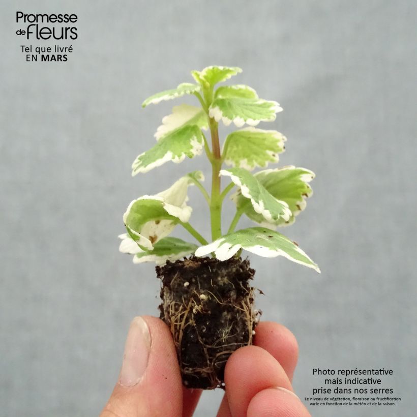 Plectranthus coleoides Variegatus - Planta de Incienso minicepellón: Ø 1,5/2,5 cm Ejemplar entregado en la primavera
