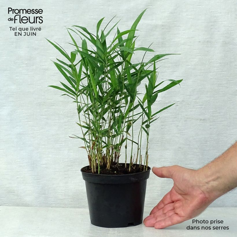 Ejemplar de Pleioblastus argenteostriatus Pumilus - Bambú Maceta 1L/1,5LAltura de entrega aprox. 20/30cm entregado en verano