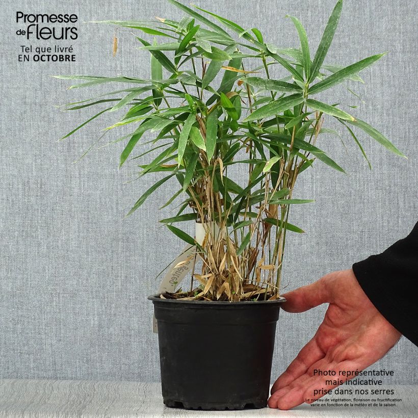 Ejemplar de Pleioblastus argenteostriatus Pumilus - Bambú Maceta 1L/1,5L entregado en otoño