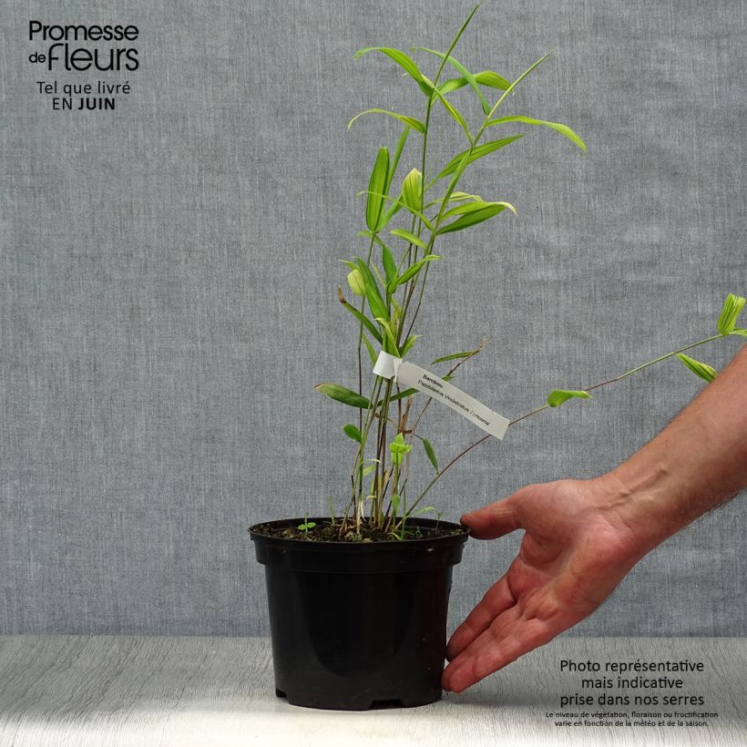 Ejemplar de Pleioblastus auricomus - Bambú Maceta 1L/1,5LAltura de entrega aprox. 15/20cm entregado en verano