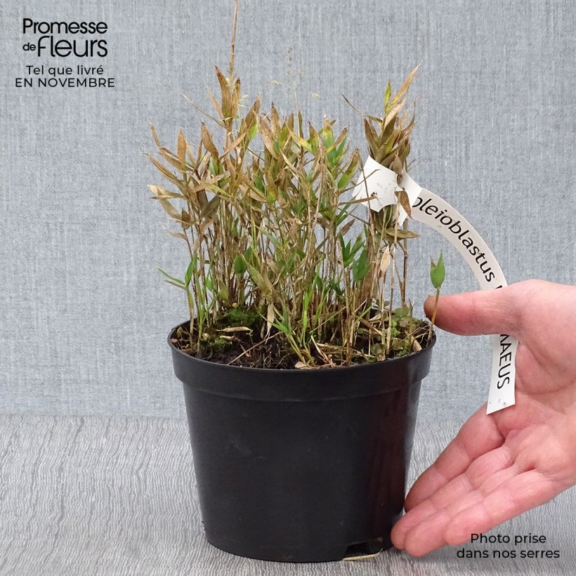 Ejemplar de Pleioblastus pygmaeus - Bambú Maceta 1L/1,5L entregado en otoño