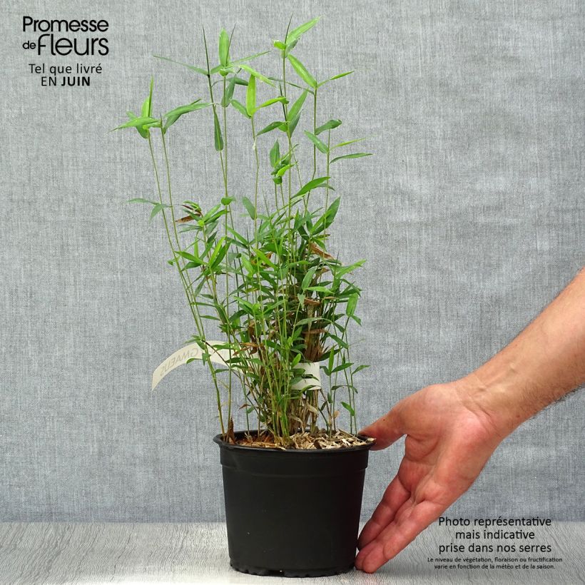 Ejemplar de Pleioblastus pygmaeus - Bambú Maceta 1L/1,5LAltura de entrega aprox. 20cm entregado en verano