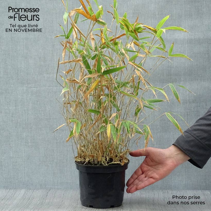 Ejemplar de Pleioblastus pygmaeus Distichus - Bambú Maceta 2L/3L entregado en otoño