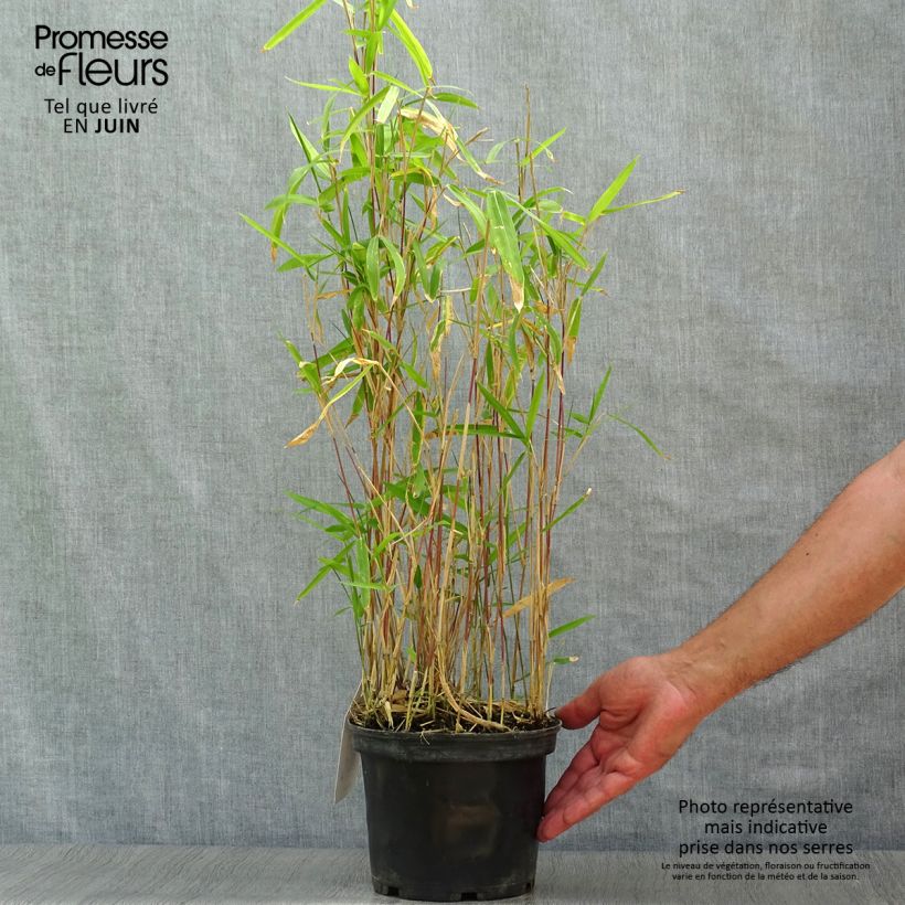 Ejemplar de Pleioblastus pygmaeus Distichus - Bambú Maceta 2L/3LAltura de entrega aprox. 60cm entregado en verano