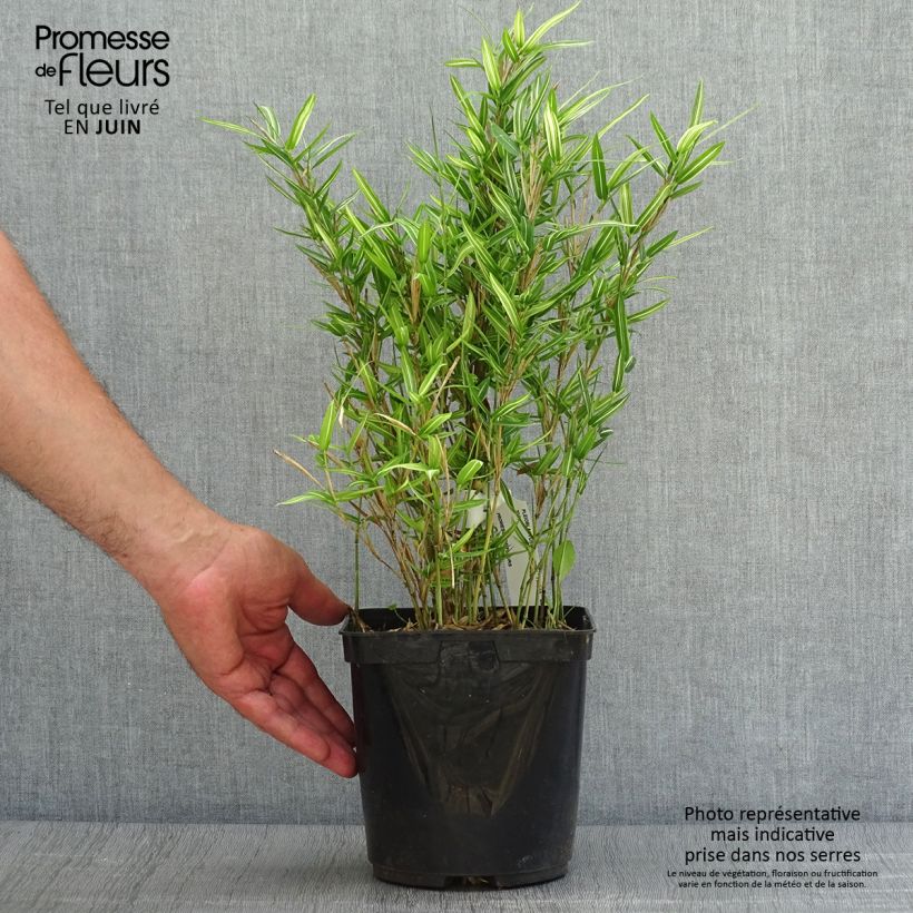 Ejemplar de Pleioblastus shibuyanus Tsuboï - Bambú Maceta 1,5L/2L entregado en verano