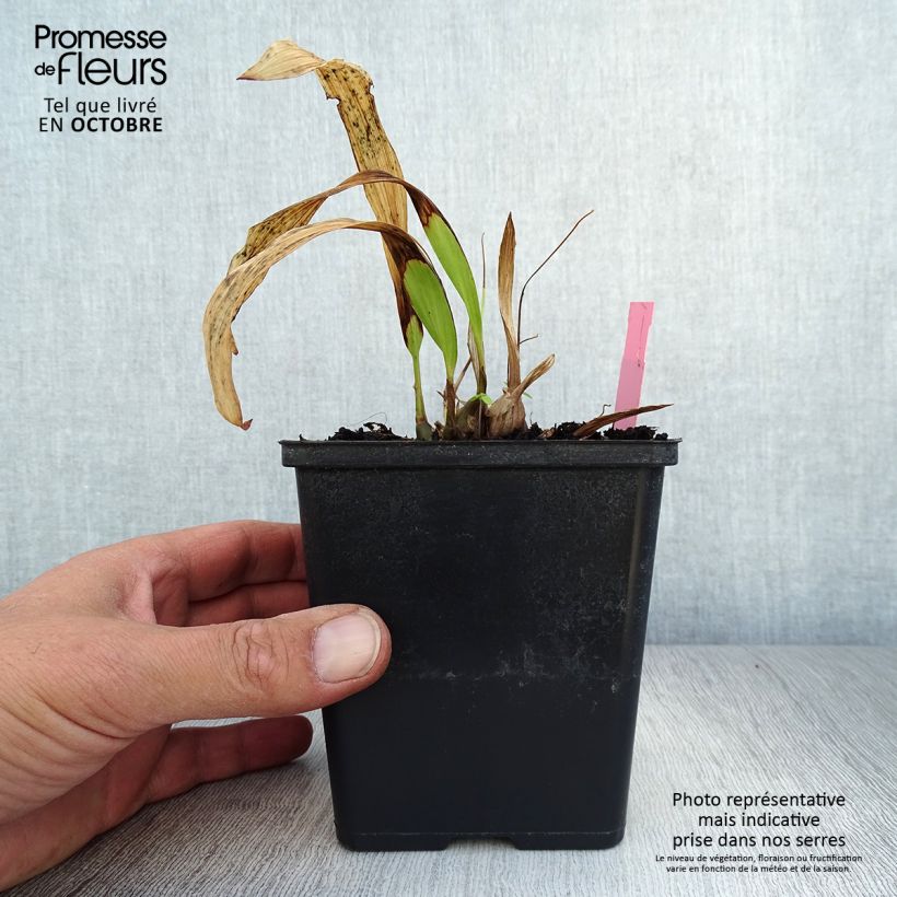 Ejemplar de Pleione formosana Maceta 1L/1,5L entregado en otoño