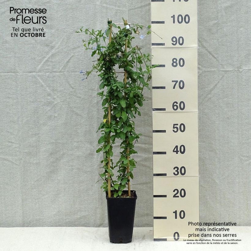 Ejemplar de Plumbago auriculata Dark Blue - Celestina Maceta 2L/3L entregado en otoño