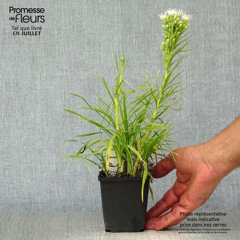 Ejemplar de Liatris spicata Alba - Densa estrella ardiente Maceta de 8/9 cm entregado en verano