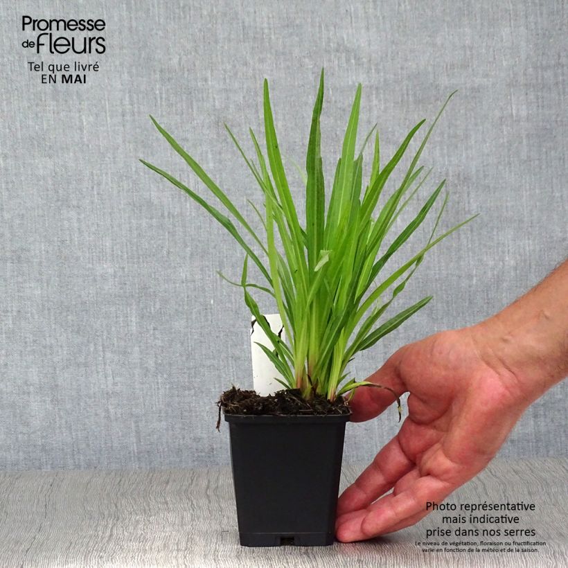 Liatris spicata Floristan Violet - Densa estrella ardiente Maceta de 8/9 cm Ejemplar entregado en la primavera