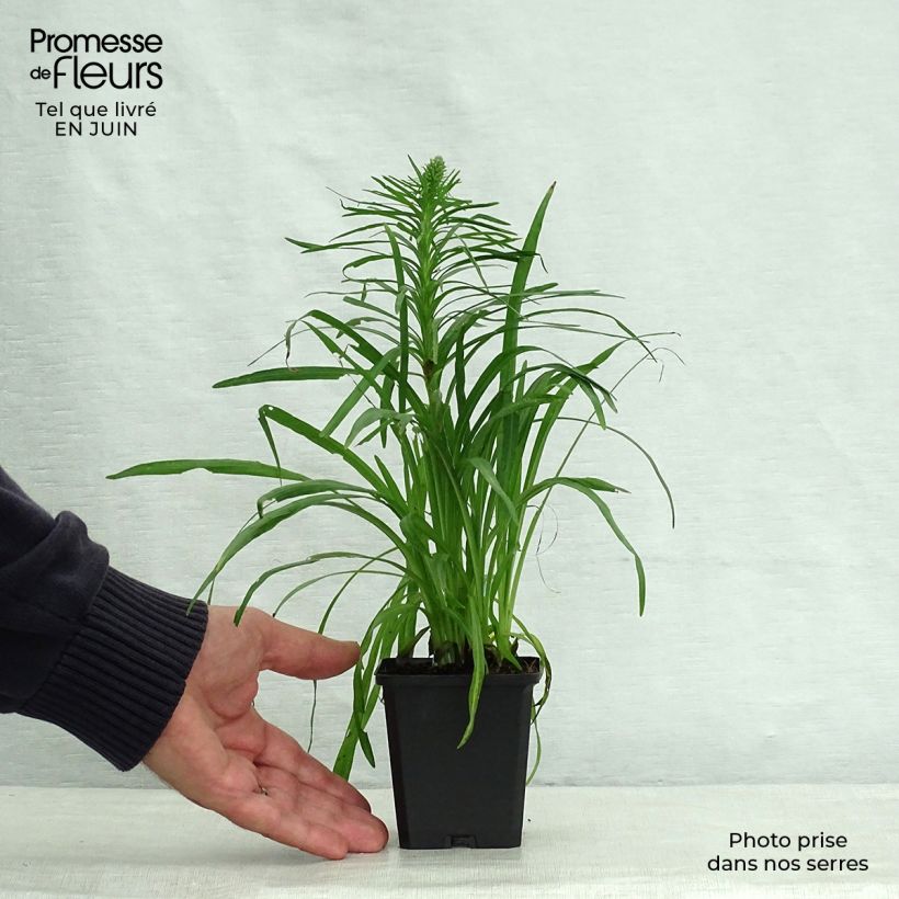 Ejemplar de Liatris spicata Kobold - Densa estrella ardiente Maceta de 8/9 cm entregado en verano
