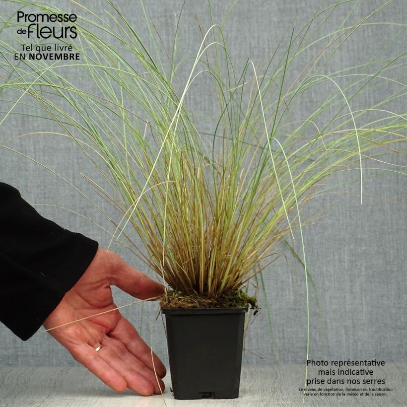 Ejemplar de Poa labillardieri Maceta de 8/9 cm entregado en otoño
