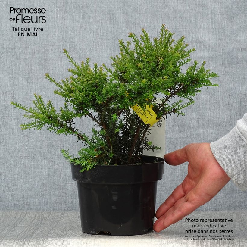 Podocarpus Chocolate Box - Mañíos Maceta 2L/3L Ejemplar entregado en la primavera