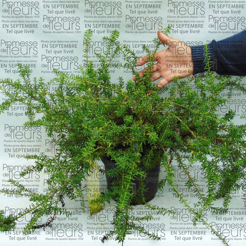 Ejemplo de ejemplar de Podocarpus nivalis - Mañíos Maceta 2L/3LAltura de entrega aprox. 15/20cm tal y como se entrega