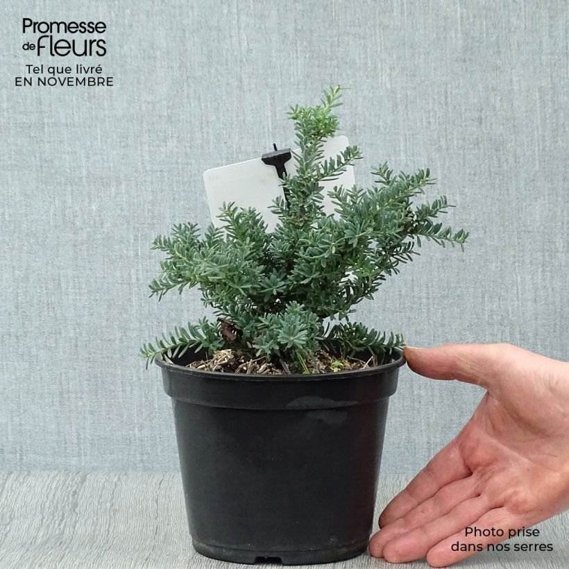 Ejemplar de Podocarpus lawrencii Blue Gem - Mañíos Maceta 2L/3L entregado en otoño