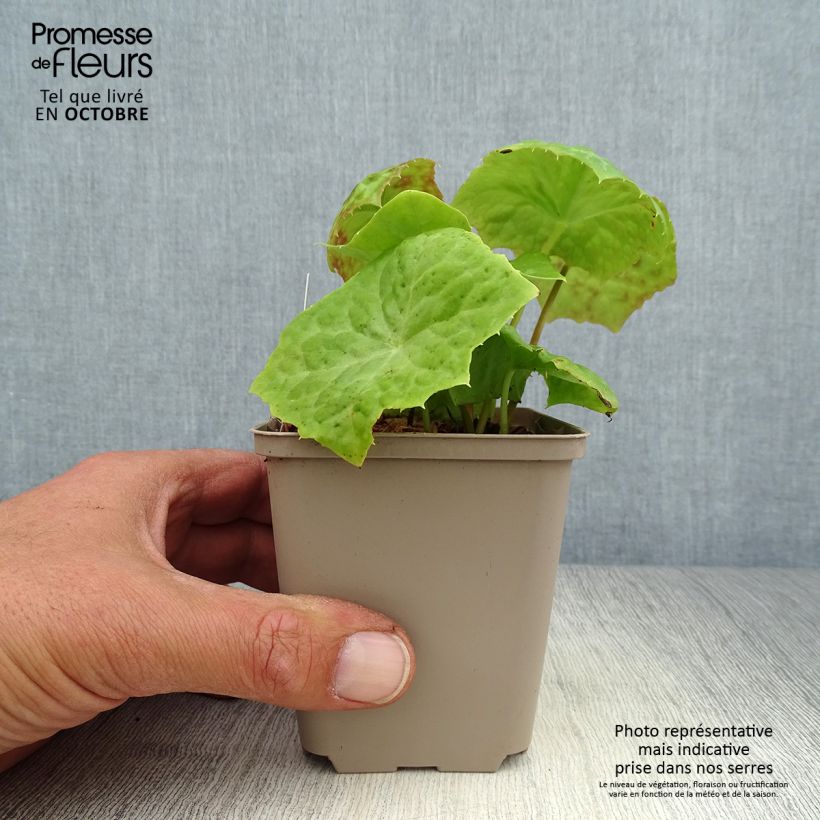 Ejemplar de Podophyllum Spotty Dotty Maceta de 8/9 cm entregado en otoño