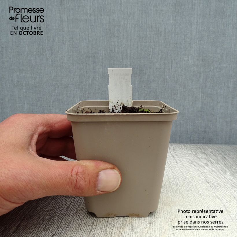 Ejemplar de Podophyllum peltatum Maceta de 8/9 cm entregado en otoño
