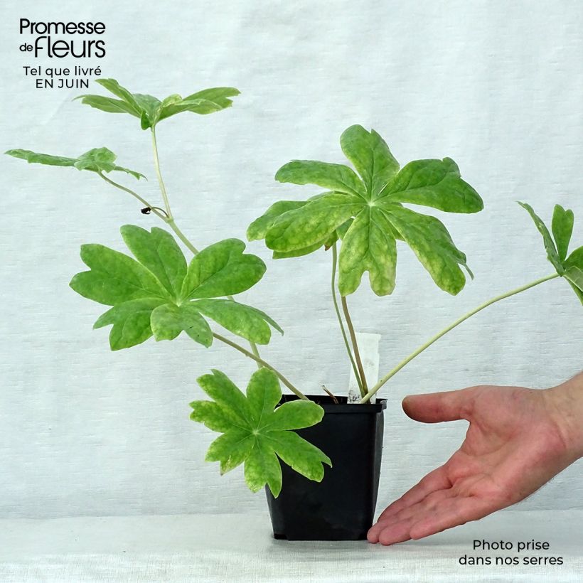Ejemplar de Podophyllum peltatum Godet de 9cm entregado en verano