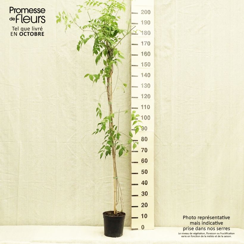 Ejemplar de Podranea ricasoliana Comtesse Sarah - Bignonia rosa Maceta 2L/3L entregado en otoño