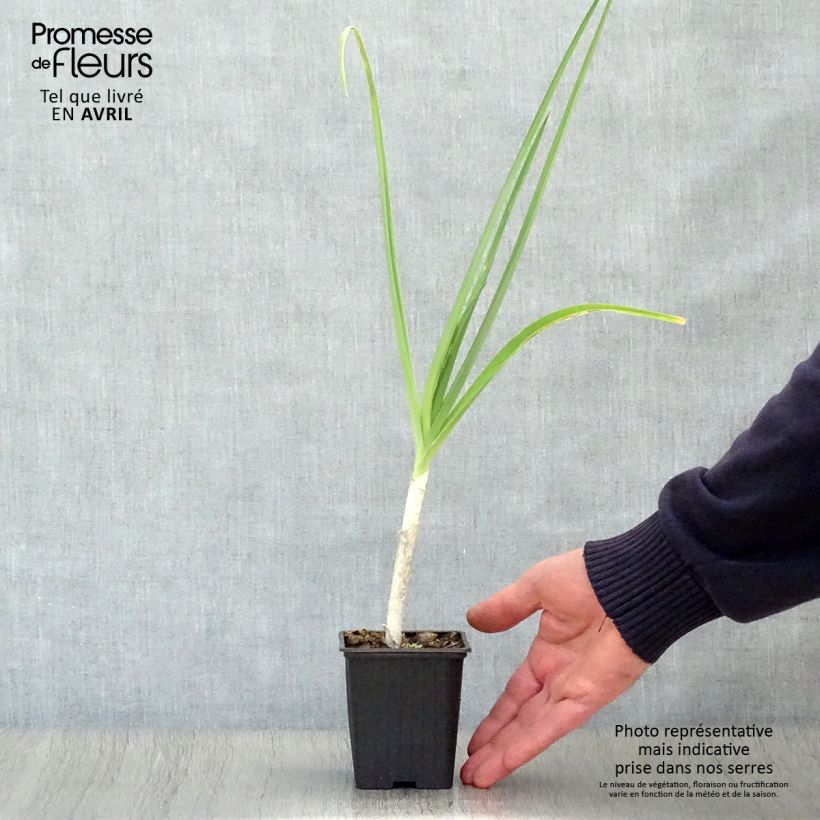 Puerro silvestre BIO - Allium ampeloprasum Maceta de 7/8 cm Ejemplar entregado en la primavera