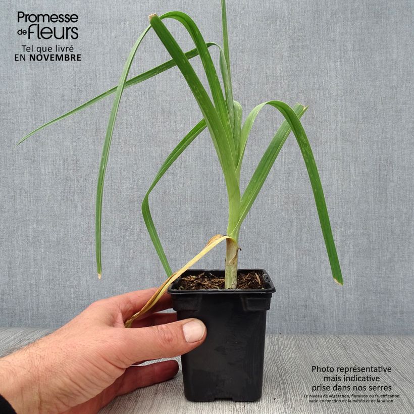 Ejemplar de Puerro silvestre BIO - Allium ampeloprasum Maceta de 7/8 cm entregado en otoño