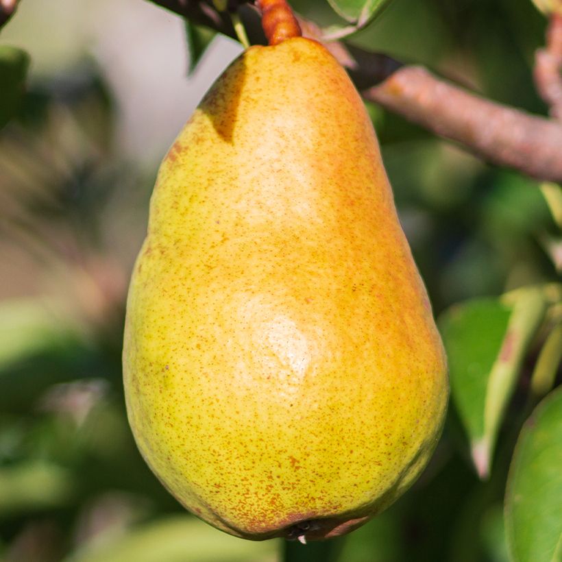 Pera Beurré Lebrun (Cosecha)