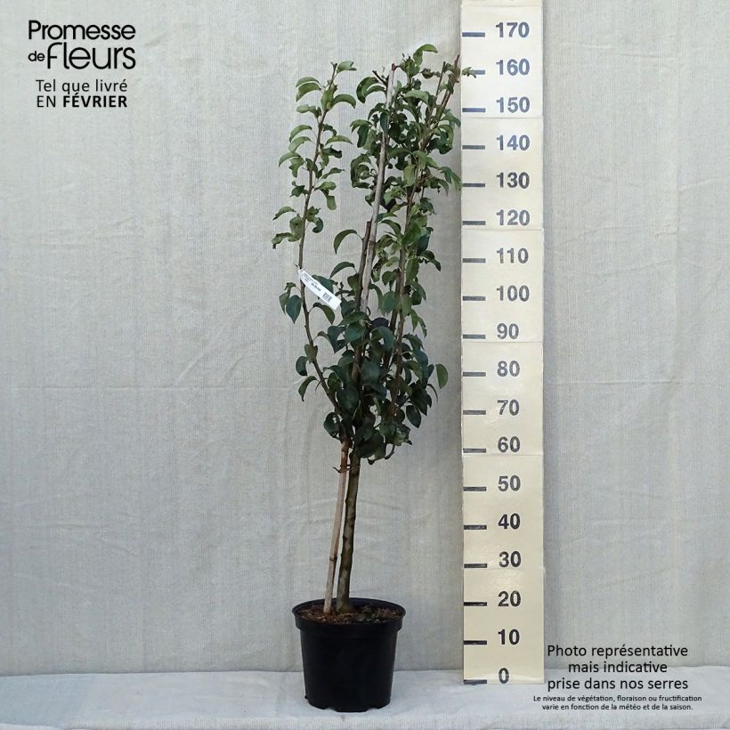 Ejemplar de Pera Doyenné du Comice Maceta 7,5L/10L, Copa entregado en otoño