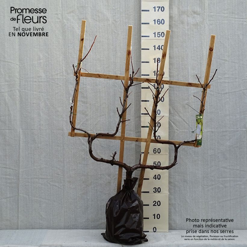 Ejemplar de Pera Fertilia Delbard Cepellón "listo para plantar", Poda palmeta doble U entregado en otoño