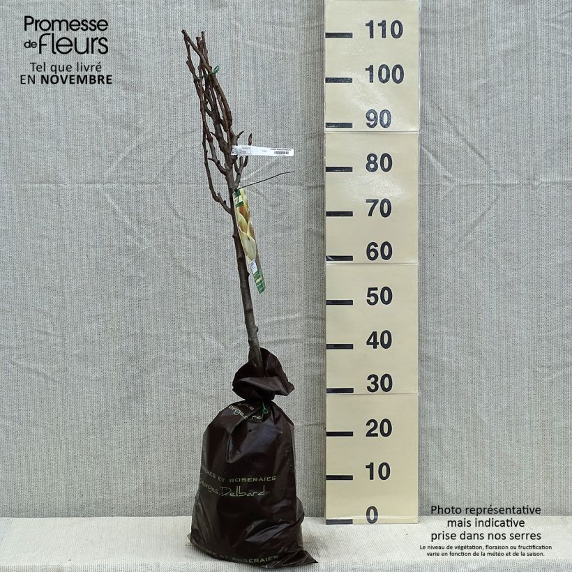 Ejemplar de Pera Peradel Cepellón "listo para plantar", CopaAltura de entrega aprox. 140/160cm entregado en otoño