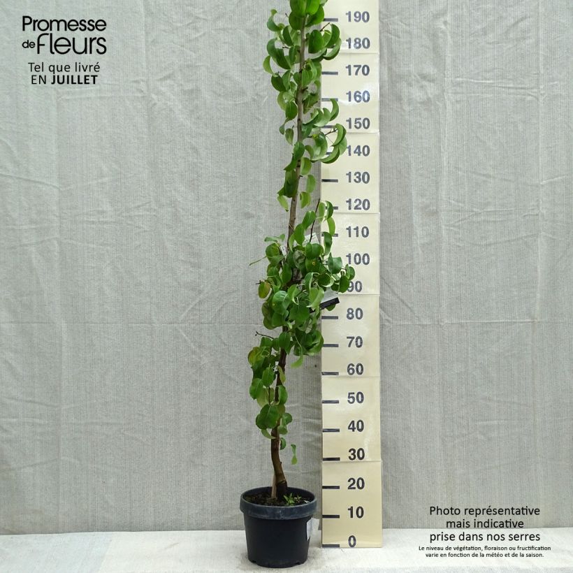 Ejemplar de Peral columnar Londres Maceta 7,5L/10L, Columnar entregado en verano