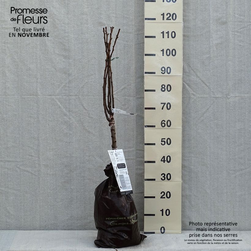 Ejemplar de Peral enano Belle Helene Cepellón "listo para plantar", 1/4 tallo entregado en otoño