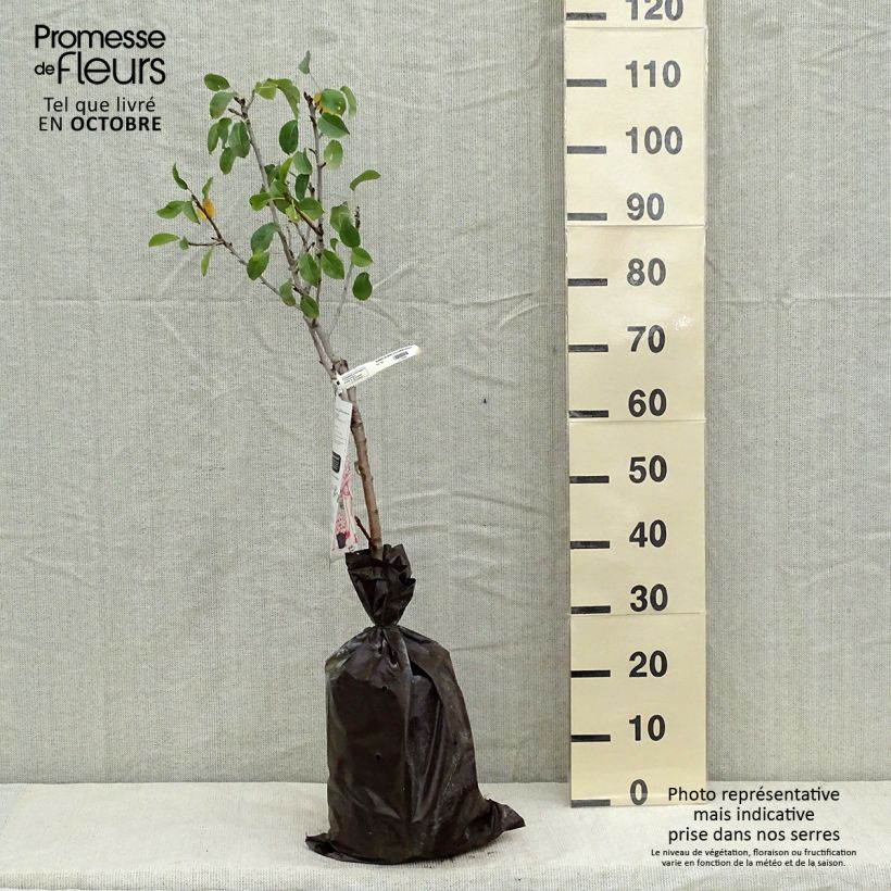 Ejemplar de Peral enano Delbard d'Automne Cepellón "listo para plantar", 1/4 tallo entregado en otoño
