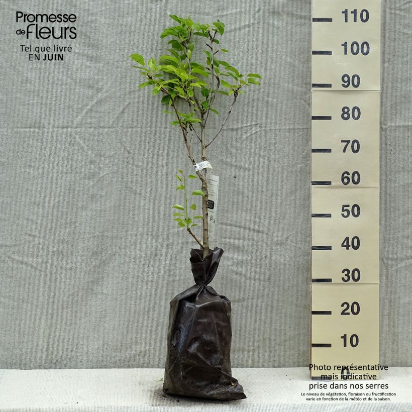 Peral enano Delbard d'Automne Cepellón "listo para plantar", 1/4 talloAltura de entrega aprox. 110+cm Ejemplar entregado en la primavera