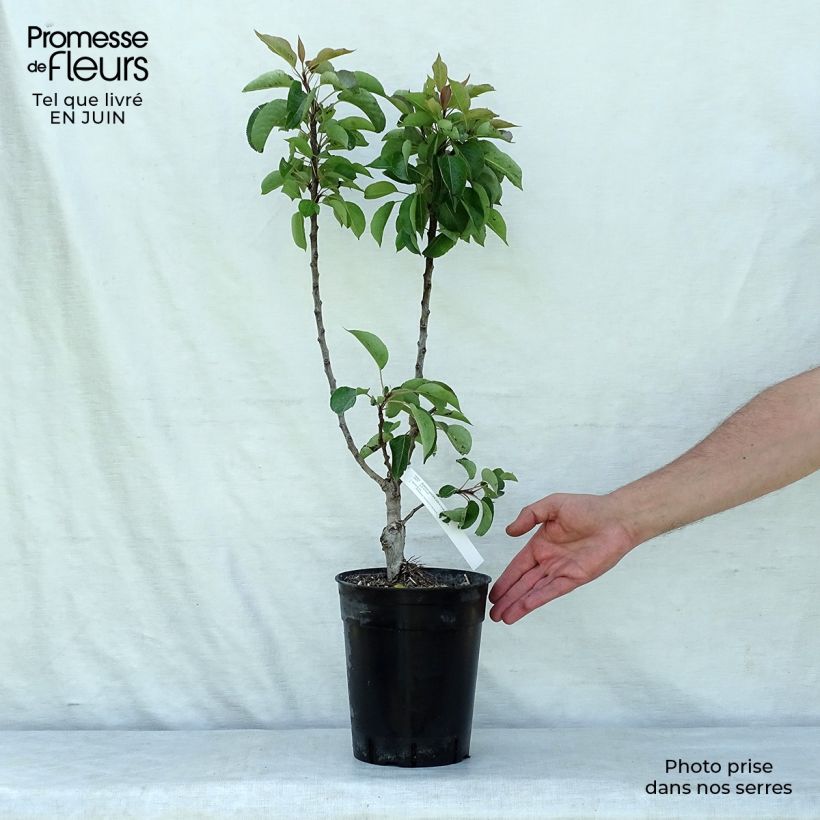 Ejemplar de Peral enano Garden Gem Pyred Maceta 6L/7L, EnanoAltura de entrega aprox. Tige de 40 cmcm entregado en verano
