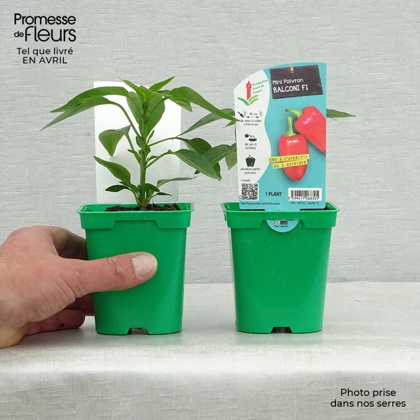 Pimiento Balconi (mini) F1 Maceta de 10 cm/11 cm Ejemplar entregado en la primavera