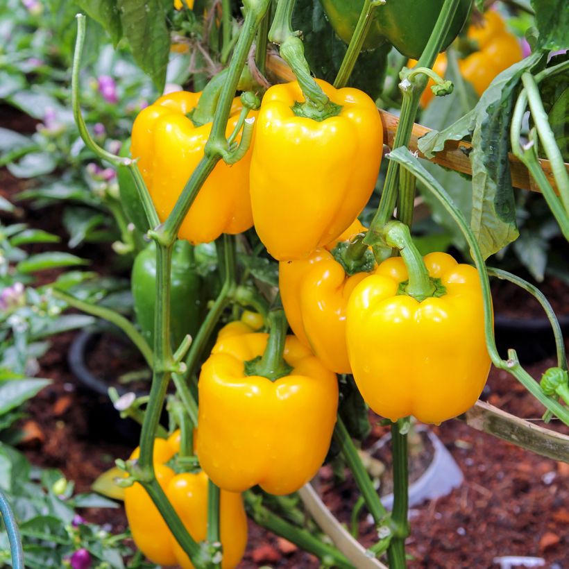 Pimiento Giallo Di Cuneo Bio (Porte)