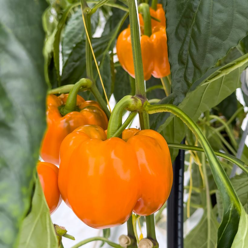 Pimiento Golden Calwonder (Cosecha)