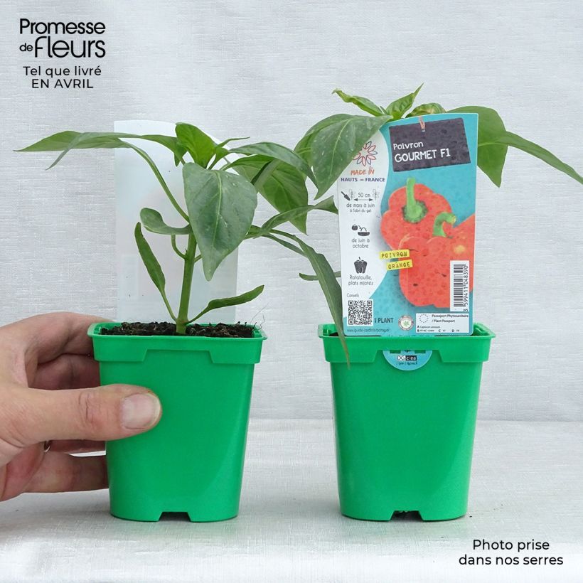 Pimiento Orange Gourmet Maceta de 10 cm/11 cm Ejemplar entregado en la primavera