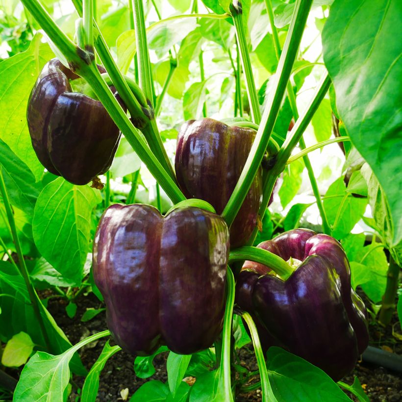 Pimiento Purple Bell (Porte)
