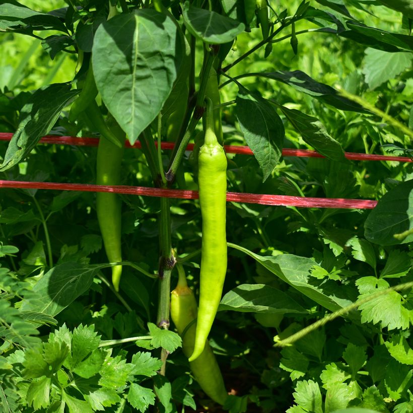 Pimiento Sweet Banana Jaune Clair (Cosecha)