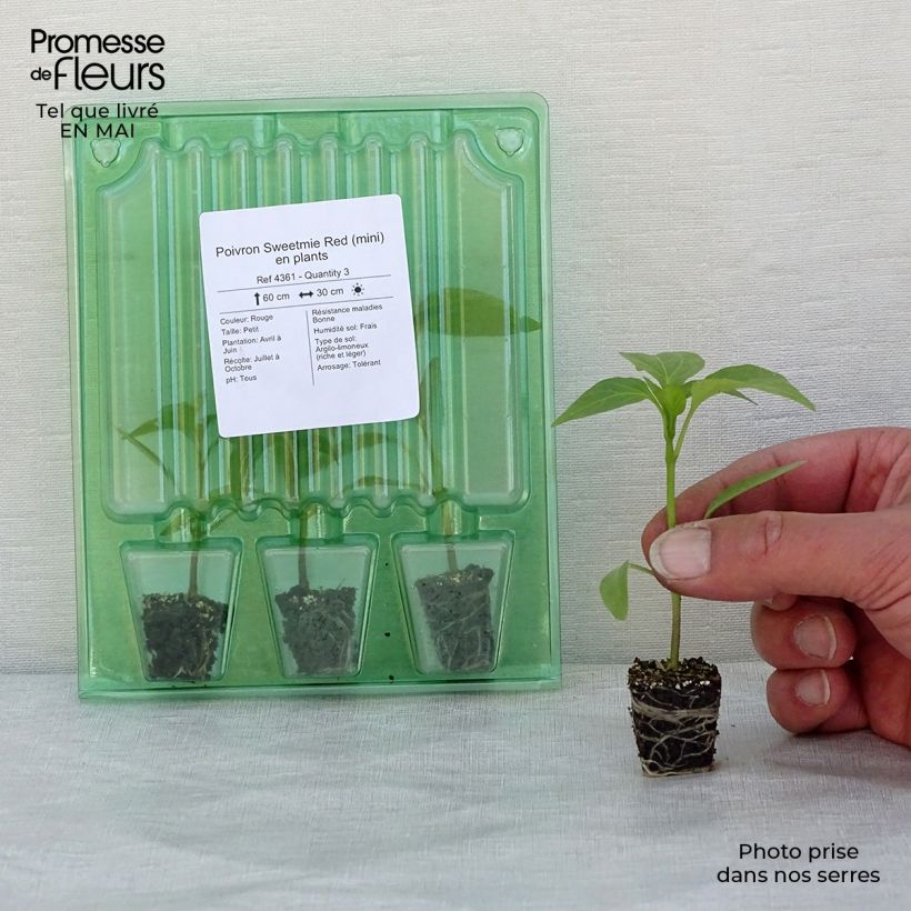 Pimiento Sweetmie Red minicepellón: Ø 3/4 cm Ejemplar entregado en la primavera