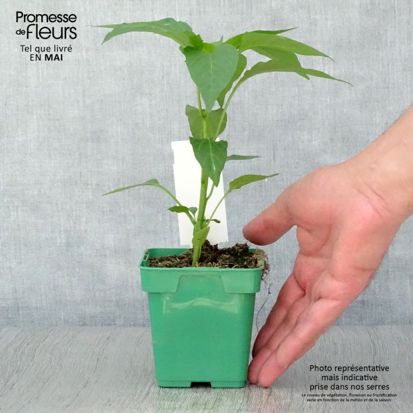 Pimiento Terrazzi F1 Maceta de 10 cm/11 cm Ejemplar entregado en la primavera