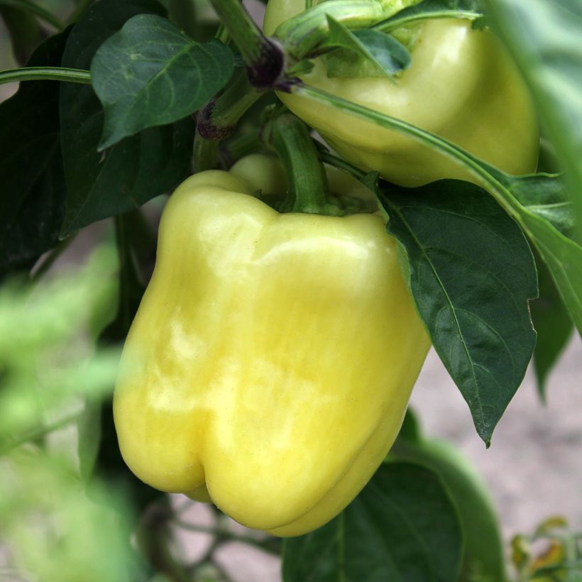 Pimiento White Bell (Cosecha)