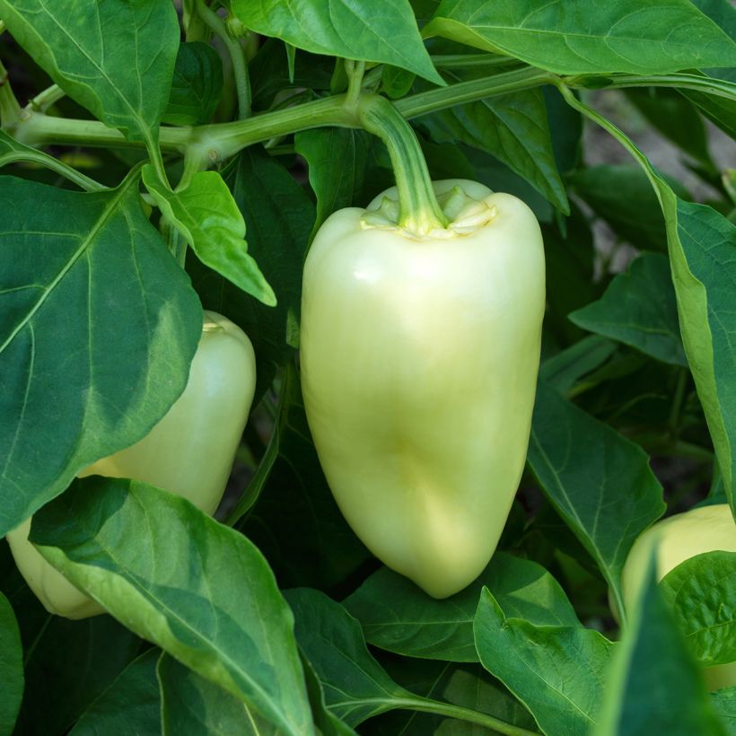 Pimiento White Bell (Porte)