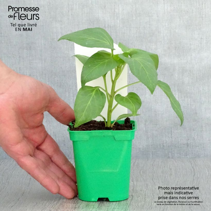 Pimiento Bellkaro F1 Maceta de 10 cm/11 cm Ejemplar entregado en la primavera