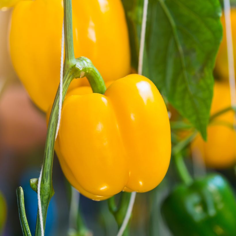 Pimiento Carre d’Asti Jaune (Cosecha)