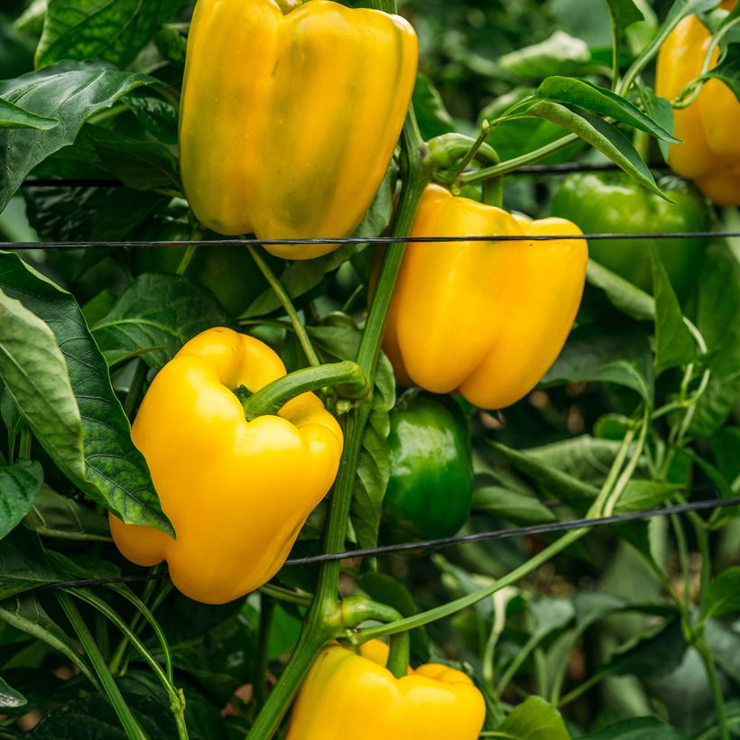 Pimiento Carre d’Asti Jaune (Porte)